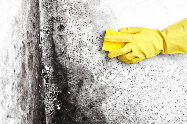 Best Mold Testing  in Dahlone, GA