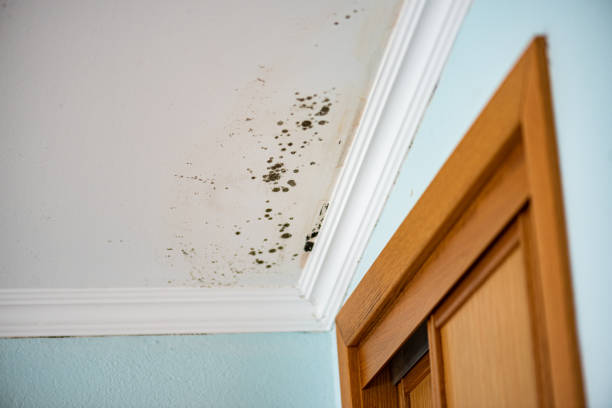 Best Mold Removal Specialists  in Dahlone, GA