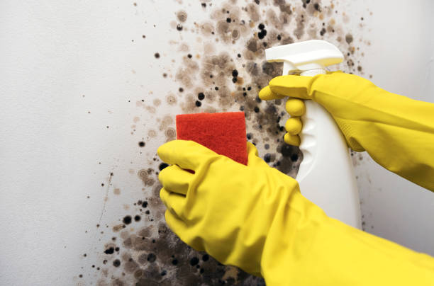 Best Local Mold Removal Service  in Dahlone, GA