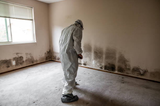 Best Affordable Mold Removal  in Dahlone, GA