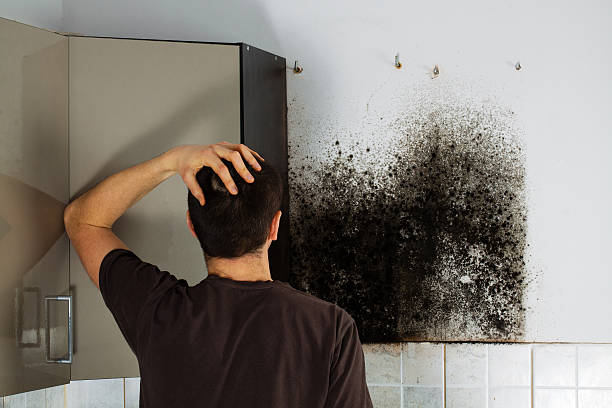 Attic Mold Removal in Dahlonega, GA