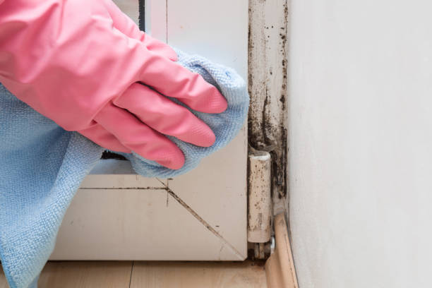 Best Mold Removal Near Me  in Dahlone, GA