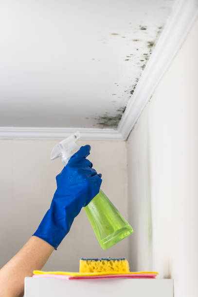 Certified Mold Removal in Dahlonega, GA